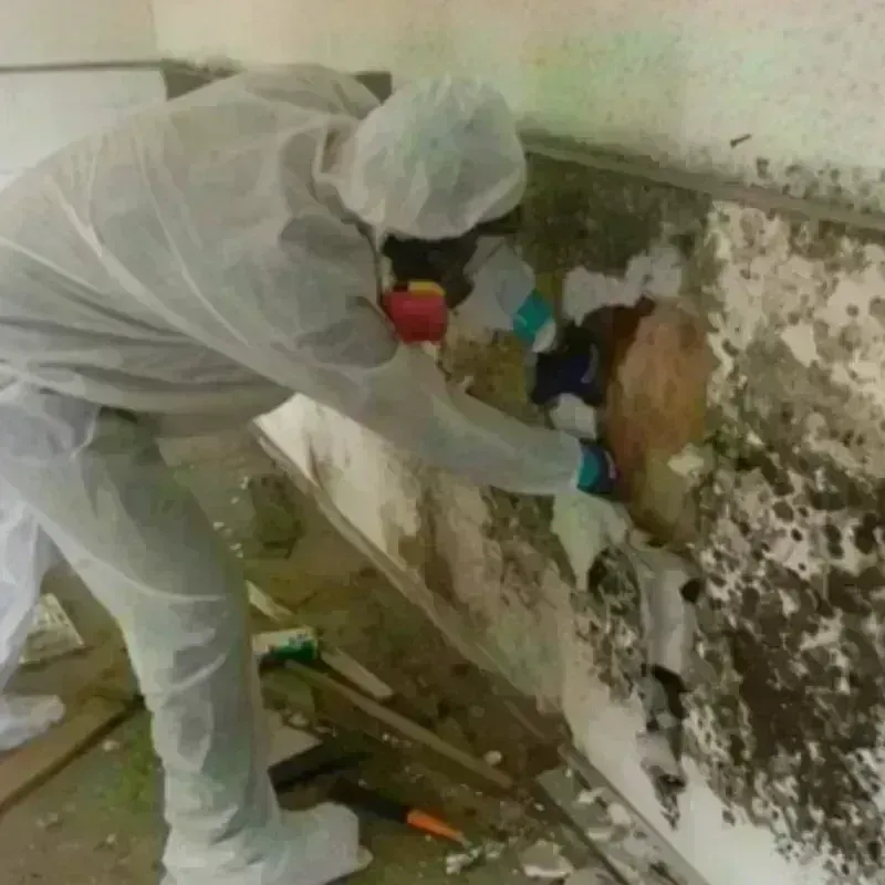 Mold Remediation and Removal in Charles City County, VA